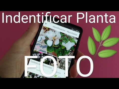 Encuentra tu planta ideal en segundos: ¡Busca por foto!